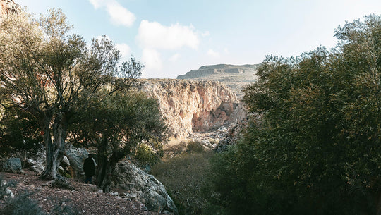 Wild Oregano in the Dead Gorge